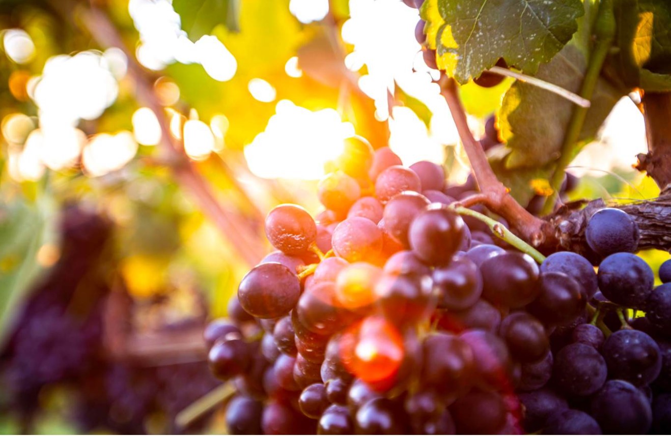 Pinot Nero_vitigno | Food and Wine Magazine