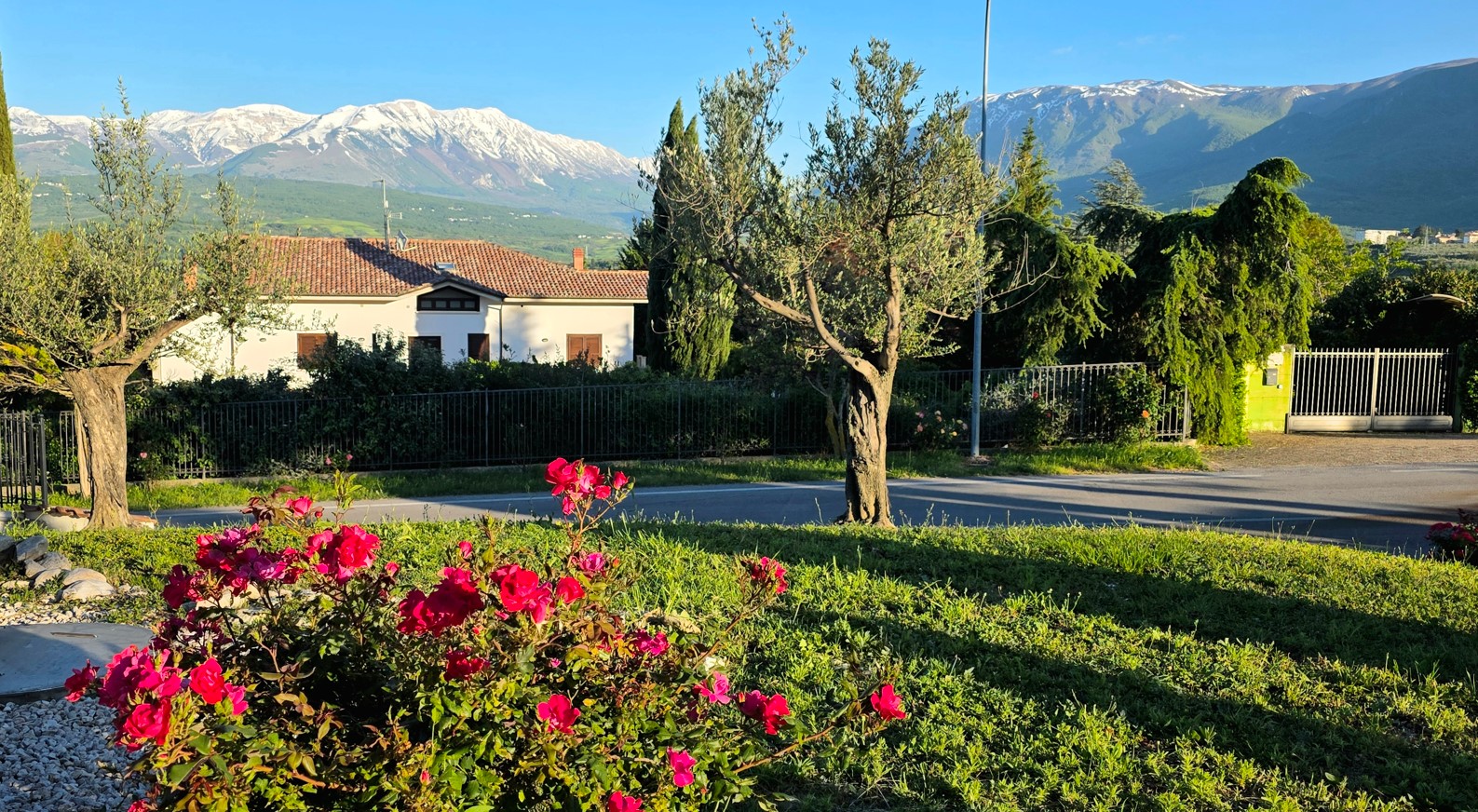 Pink rose bushes in the foreground of a suburban garden, with a fence, a white house with a red-tiled roof, and snow-capped mountains in the background under a blue sky.