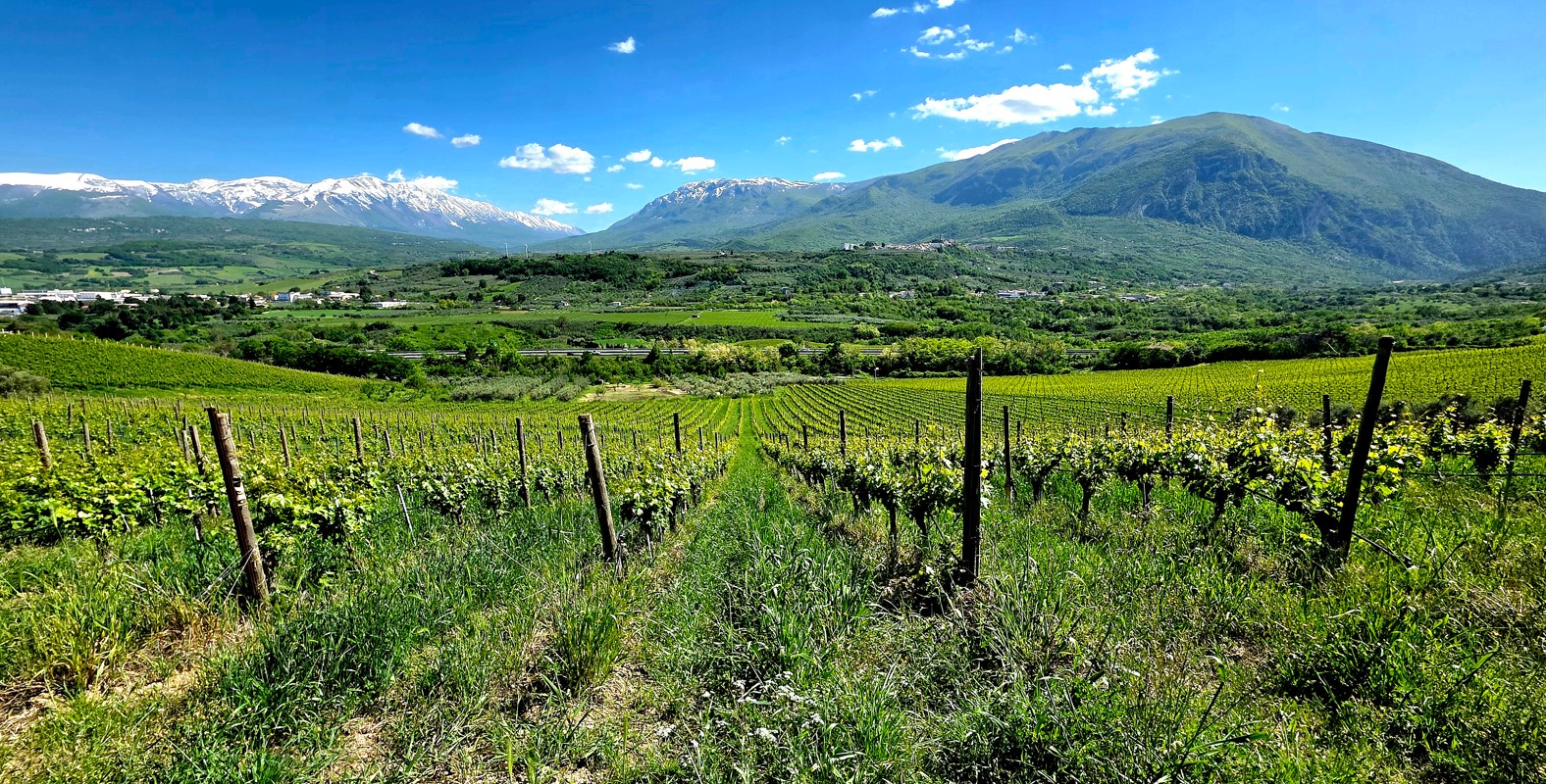 Vineyard rows in a green valley with mountains in the distance and a bright blue sky.